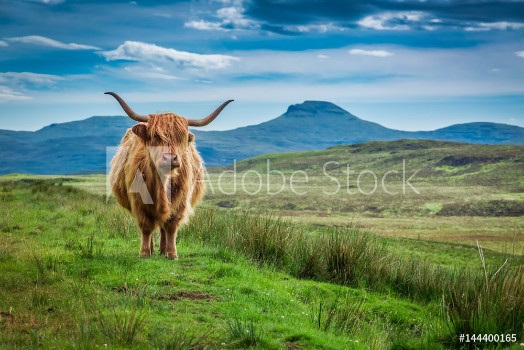 Picture of Grazing highland cow in Isle of Skye in Scotland